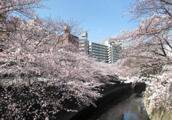 ���ӊ��@���_�c��@�t�ɂ͐쉈���ł��Ԍ����ł��܂�